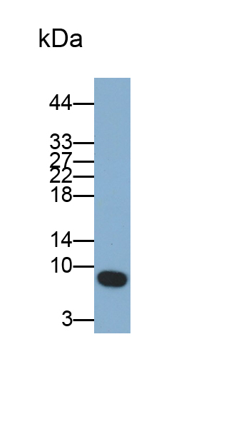 Polyclonal Antibody to S100 Calcium Binding Protein A6 (S100A6)