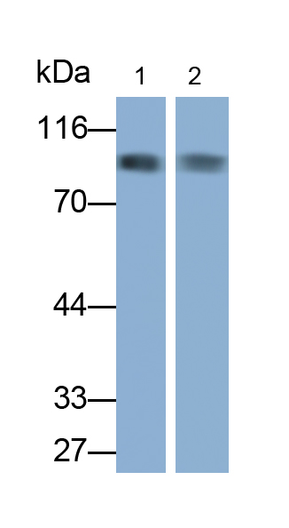 Polyclonal Antibody to Neprilysin (CD10)