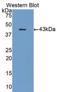 Polyclonal Antibody to Sialic Acid Binding Ig Like Lectin 7 (SIGLEC7)