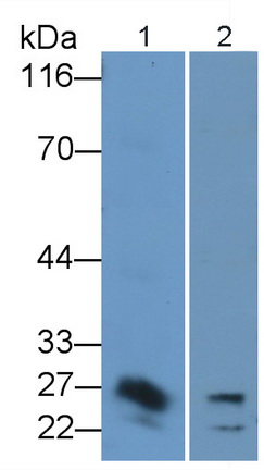 Polyclonal Antibody to Interleukin 32 (IL32)