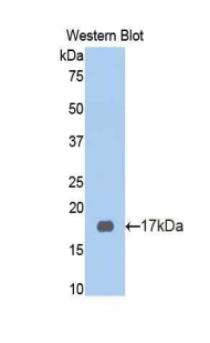 Polyclonal Antibody to High Molecular Weight Kininogen (HMWK)