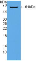 Polyclonal Antibody to High Molecular Weight Kininogen (HMWK)