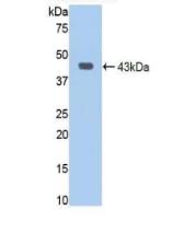 Polyclonal Antibody to Jagged 1 (JAG1)