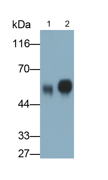 PAB810Hu02.jpg