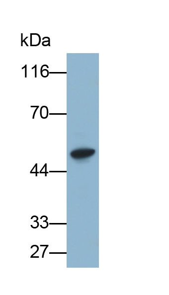 Polyclonal Antibody to Beta Secretase 2 (BACE2)