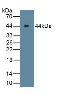 Polyclonal Antibody to Complement Component 9 (C9)