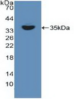 Polyclonal Antibody to V-Rel Reticuloendotheliosis Viral Oncogene Homolog B (RELB)