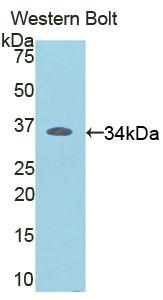 Polyclonal Antibody to V-Rel Reticuloendotheliosis Viral Oncogene Homolog B (RELB)