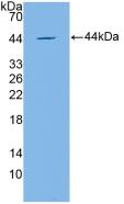 Polyclonal Antibody to Apolipoprotein C4 (APOC4)