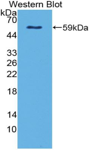 Polyclonal Antibody to Netrin 4 (Ntn4)