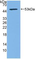 Polyclonal Antibody to Cluster Of Differentiation 83 (CD83)