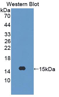 Polyclonal Antibody to Vascular Endothelial Growth Factor 121 (VEGF121)