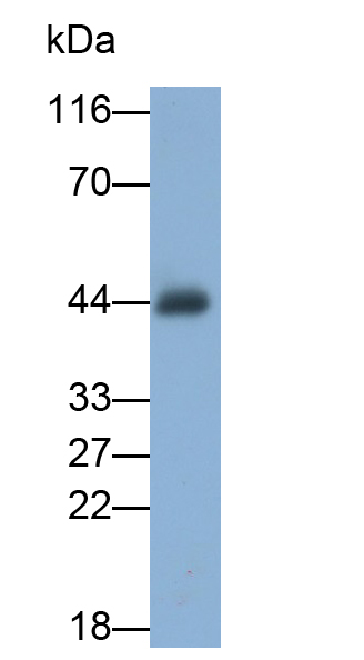 Polyclonal Antibody to Calumenin (CALU)