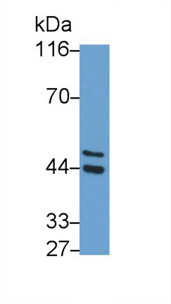 Polyclonal Antibody to Major Histocompatibility Complex Class I G (MHCG)