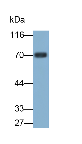 Polyclonal Antibody to Lectin Like Oxidized Low Density Lipoprotein Receptor 1 (LOX1)