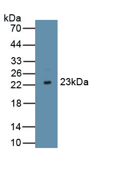 Polyclonal Antibody to Interferon Tau (IFNt)