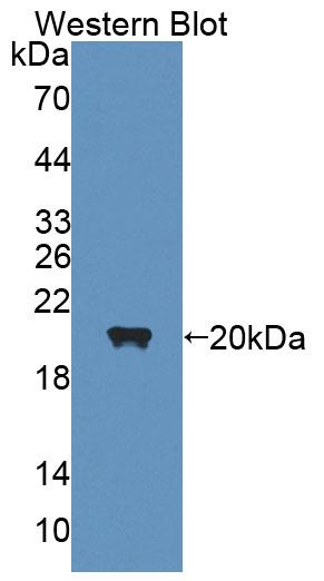 Polyclonal Antibody to Neuregulin 1 (NRG1)