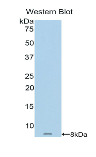 Polyclonal Antibody to Metallothionein 2 (MT2)