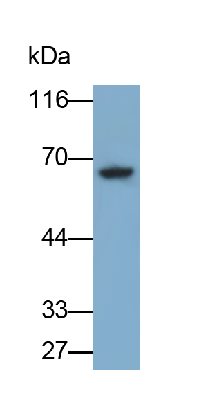 Polyclonal Antibody to Cluster Of Differentiation 19 (CD19)