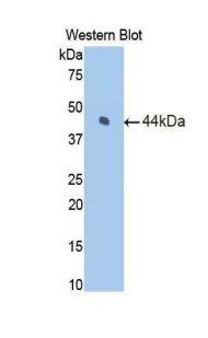 Polyclonal Antibody to Coagulation Factor VII (F7)