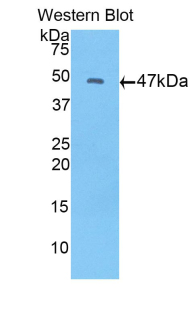 Polyclonal Antibody to Fibroblast Growth Factor 10 (FGF10)