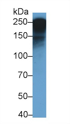 Polyclonal Antibody to Apolipoprotein B48 (APOB48)