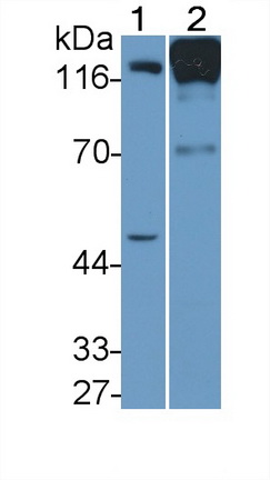 PAB886Mu01.jpg