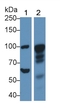 Polyclonal Antibody to Angiotensin I Converting Enzyme 2 (ACE2)