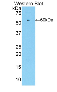 PAB889Mu03.jpg
