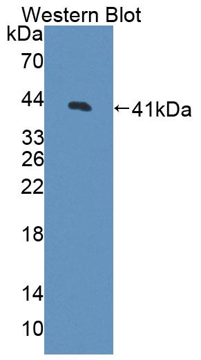 Polyclonal Antibody to Cyclin Dependent Kinase 2 (CDK2)