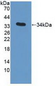 Polyclonal Antibody to Apolipoprotein C3 (APOC3)