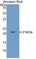 Polyclonal Antibody to Apolipoprotein C3 (APOC3)