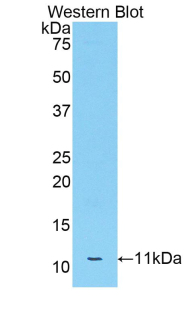 Polyclonal Antibody to Apolipoprotein C3 (APOC3)