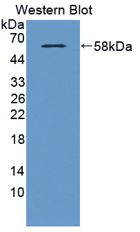 Polyclonal Antibody to Metabotropic Glutamate Receptor 3 (GRM3)