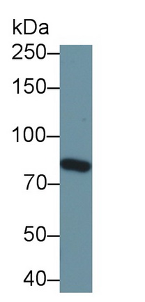 PAB898Hu01.jpg
