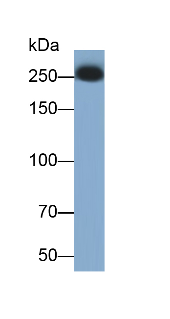 Polyclonal Antibody to Aggrecan (AGC)