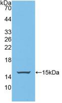 Polyclonal Antibody to p53 Upregulated Modulator Of Apoptosis (PUMA)