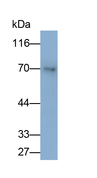 Polyclonal Antibody to Cholinergic Receptor, Nicotinic, Alpha 4 (CHRNa4)