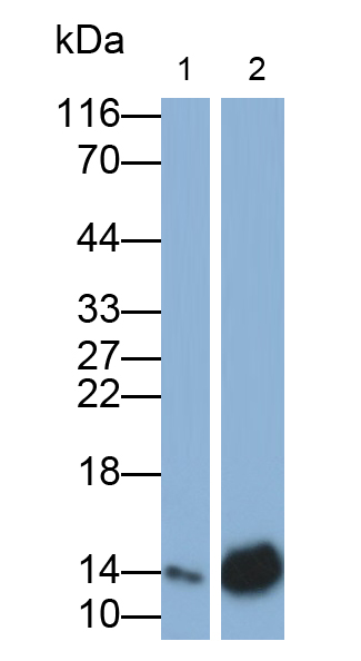 Polyclonal Antibody to Monokine Induced By Interferon Gamma (MIg)