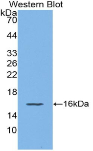 Polyclonal Antibody to Monokine Induced By Interferon Gamma (MIg)