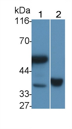 Polyclonal Antibody to Leucine Rich Alpha-2-Glycoprotein 1 (LRG1)