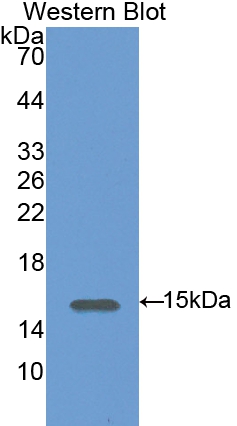 PAB939Ra01.jpg