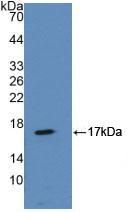 Polyclonal Antibody to Annexin A2 (ANXA2)