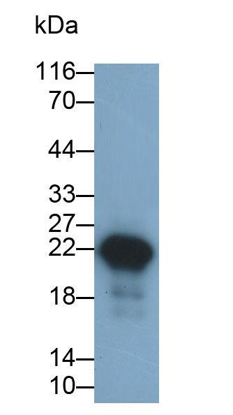 Polyclonal Antibody to Epiregulin (EREG)