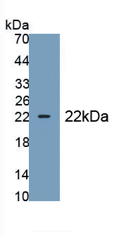 Polyclonal Antibody to Epiregulin (EREG)