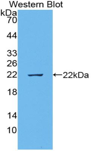 Polyclonal Antibody to Epiregulin (EREG)