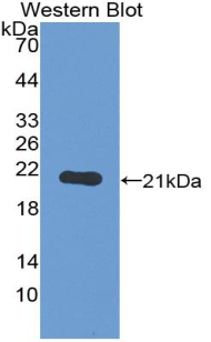 Polyclonal Antibody to Toll Like Receptor 7 (TLR7)