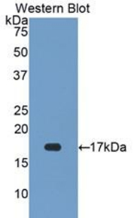 Biotin-Linked Polyclonal Antibody to Superoxide Dismutase 1 (SOD1)