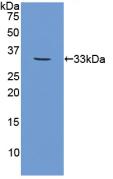 Polyclonal Antibody to Calpain 1 (CAPN1)