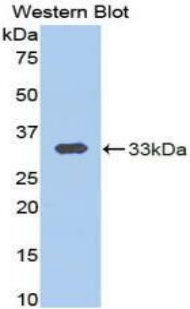 Polyclonal Antibody to Calpain 1 (CAPN1)